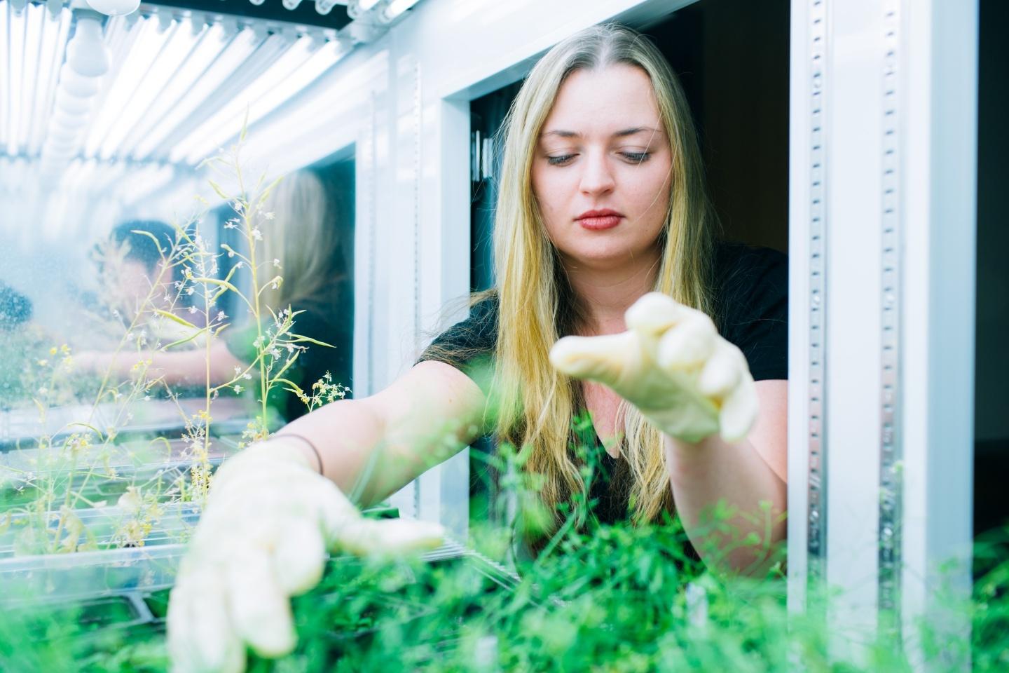 Student reaching into lab to gather plants
